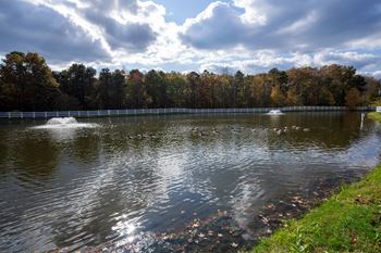 a lake with ducks swimming in it and trees in the background